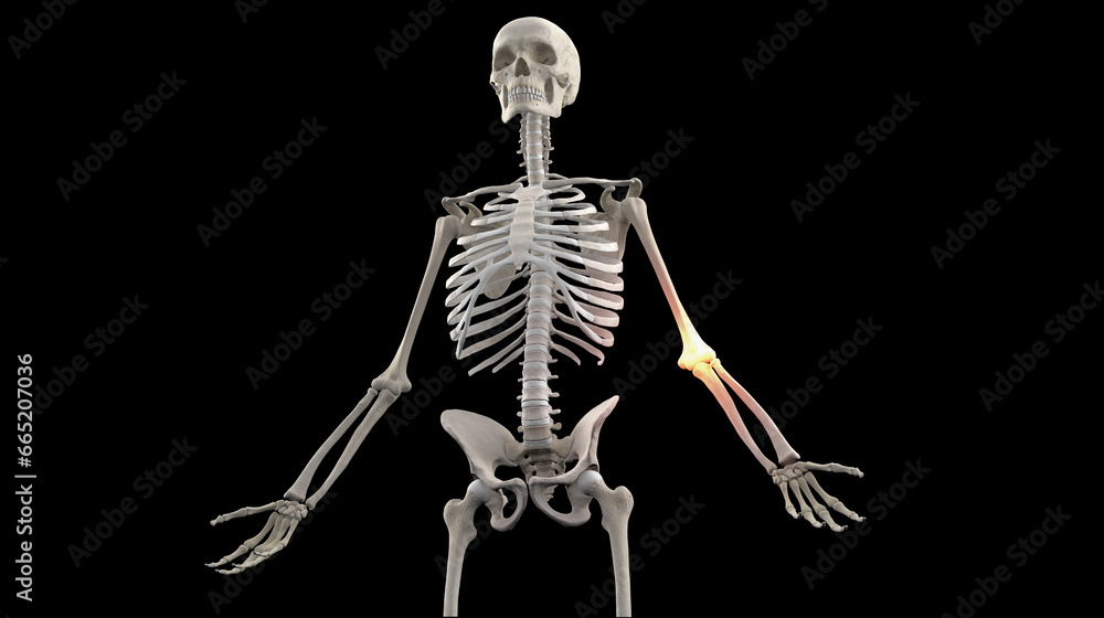 3D medical illustration of skeleton with elbow joint pain 3D medical illustration of skeleton with elbow joint pain