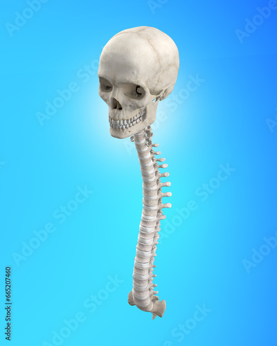 Medical illustration of human spinal cord and cranium 