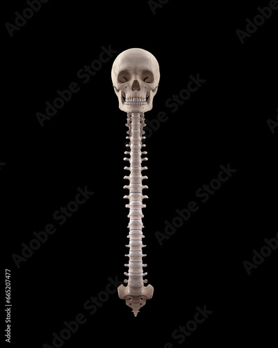 Medical illustration of human spinal cord and cranium 