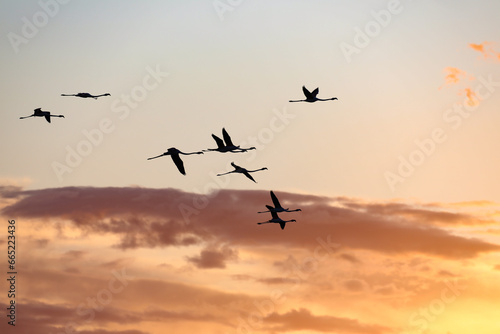 flamant rose salin de hyeres