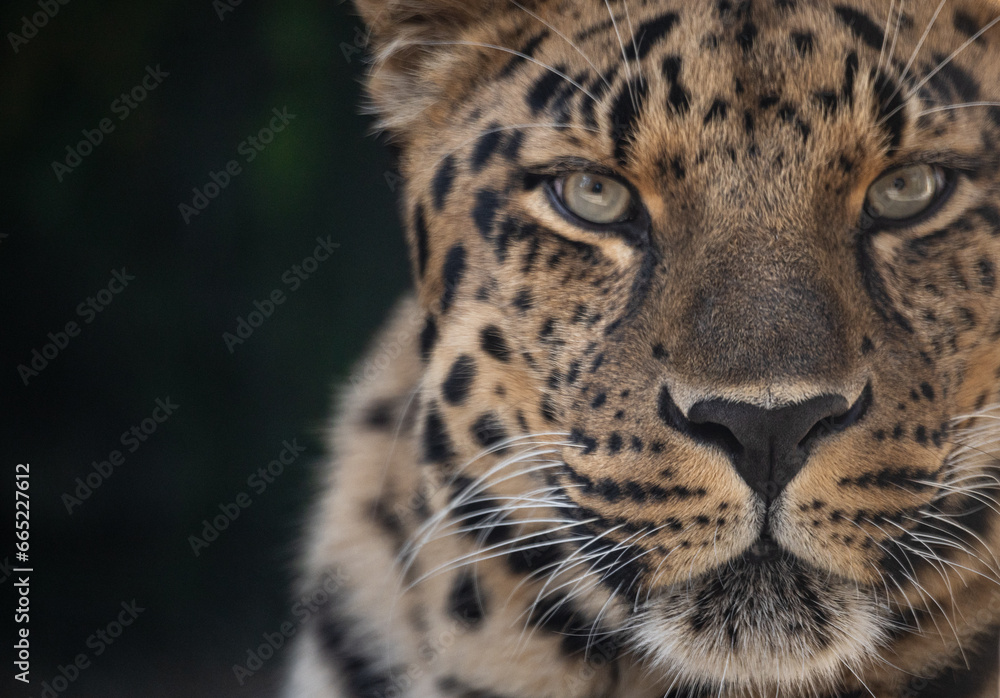 Portrait of a the Amur leopard (Panthera pardus orientalis). East Siberian leopard. Red List Portrait of a the Amur leopard (Panthera pardus orientalis). East Siberian leopard. Red List