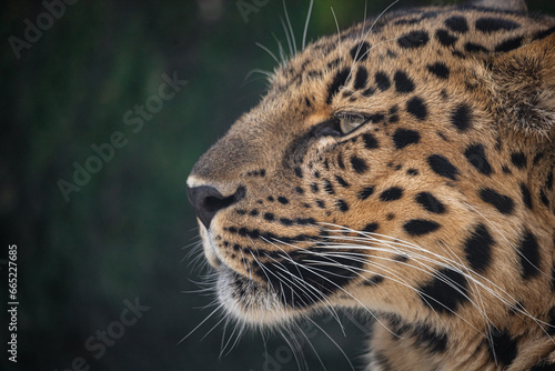 Portrait of a the Amur leopard (Panthera pardus orientalis). East Siberian leopard. Red List © Denis