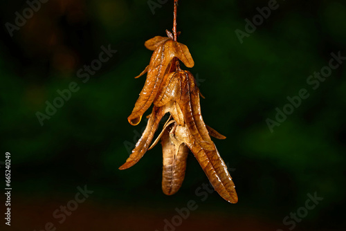 carpinus betulus brown fruits of hornbeam hanging in front of dark background in autumn after a rain shower