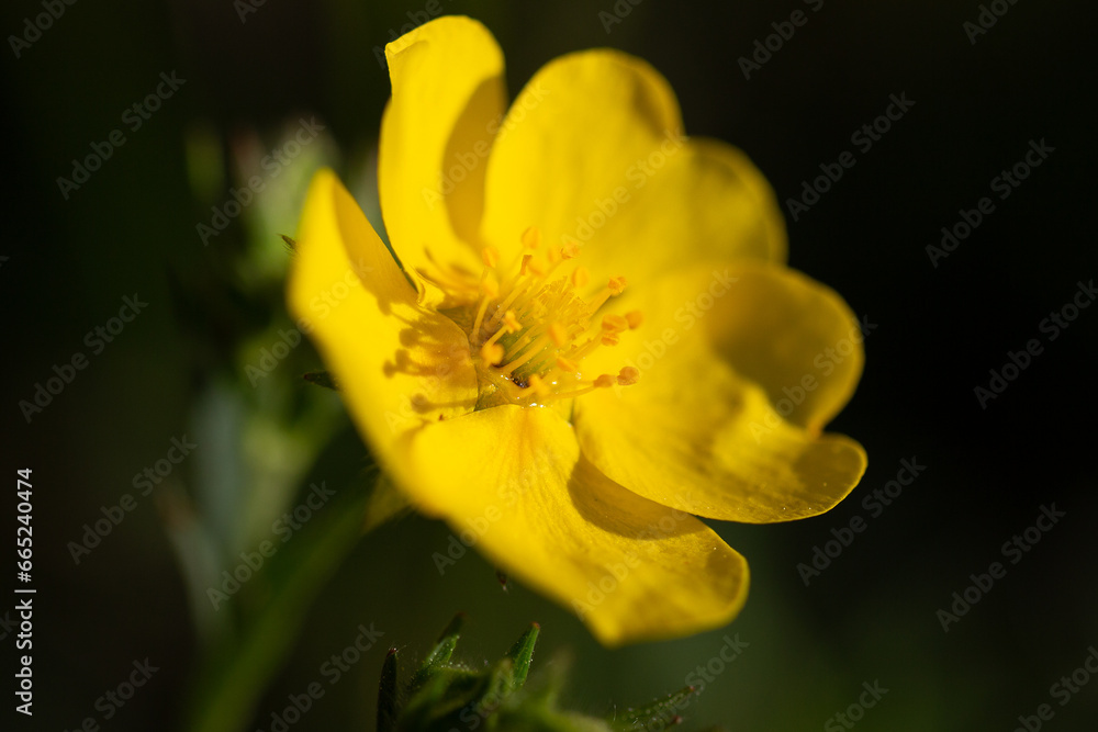 Buttercup in the mountains Buttercup in the mountains