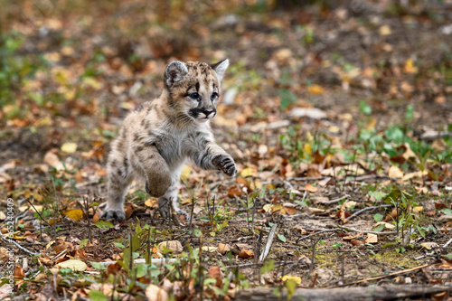 Cougar Kitten (Puma concolor) Pounces Right Autumn © hkuchera