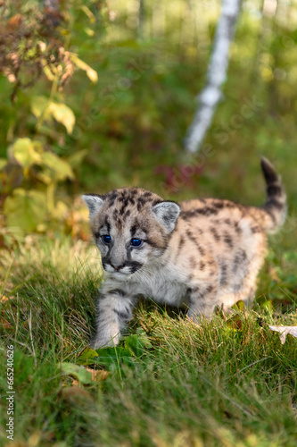 Cougar Kitten (Puma concolor) Steps Forward Close Up Autumn © hkuchera
