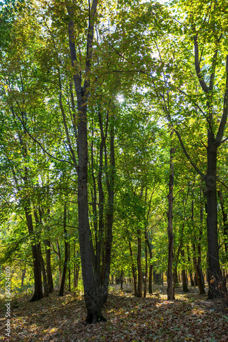 Forest trees illuminated by sunlight before sunset, with the sun's rays streaming through the trees on the forest floor, illuminating the tree branches