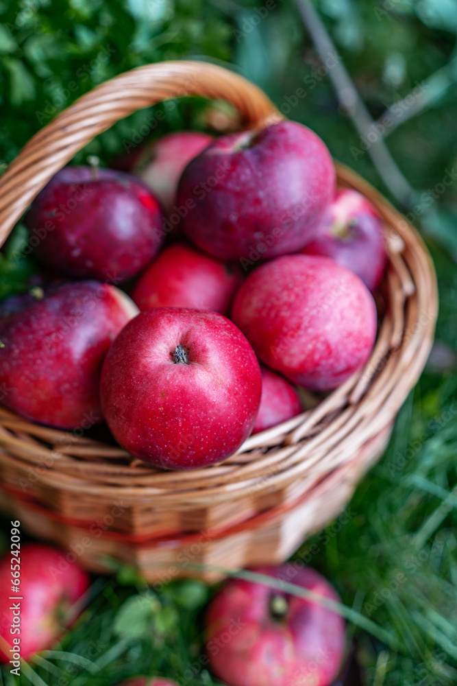 apples in a basket apples in a basket