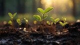The seedling are growing from the rich soil to the morning sunlight that is shining, ecology concept. 