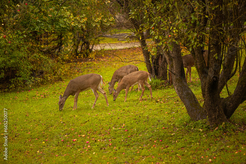 deer in the woods