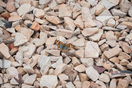 Butterfly inside of Paraguay nature and stones