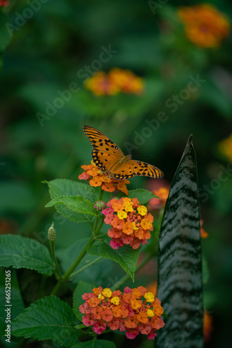 Butterfly inside of Paraguay nature jungles 