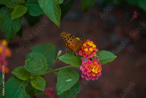 Butterfly inside of Paraguay nature jungles 