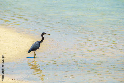 Reef heron wading at waters edge