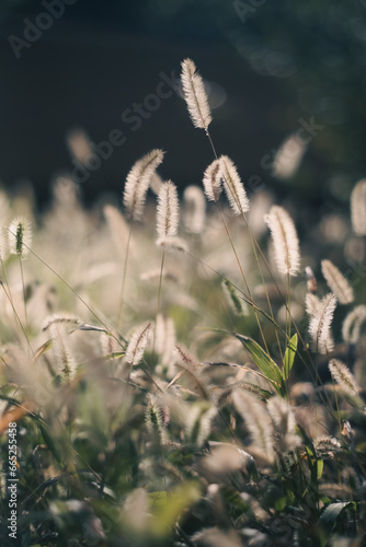 grass in the wind