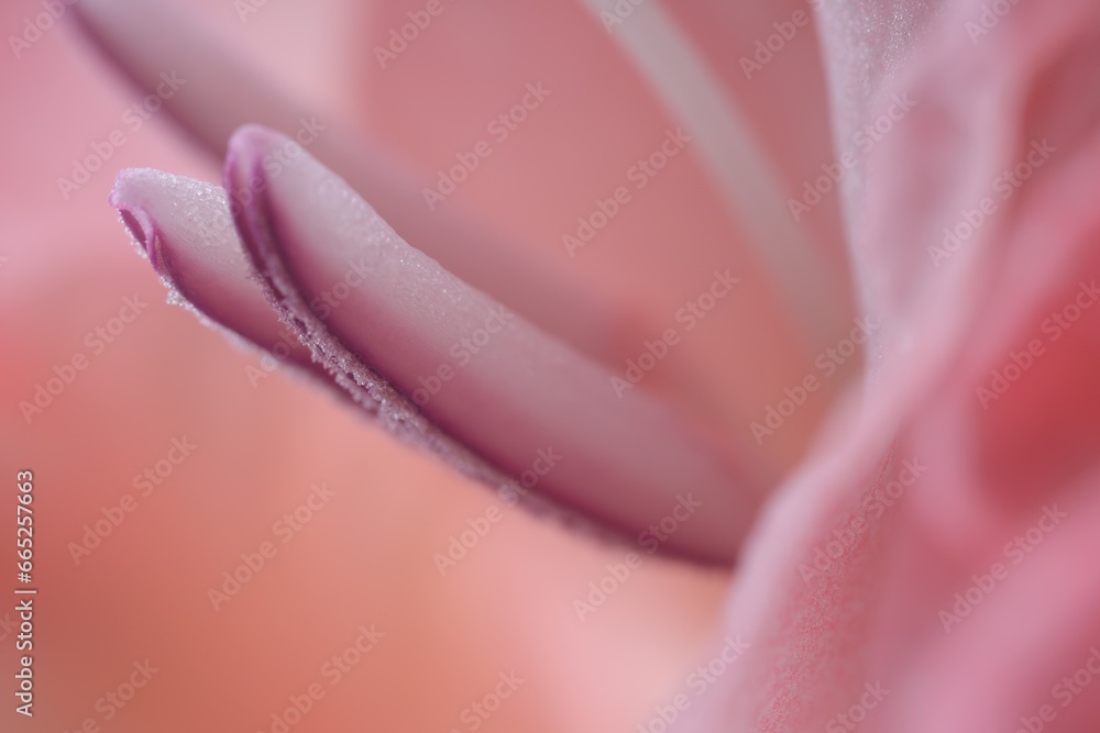 Beautiful pink gladiolus flower as background, macro view Beautiful pink gladiolus flower as background, macro view