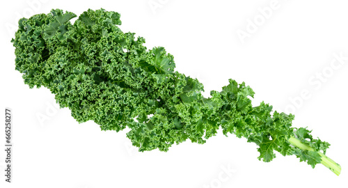 Leaf of curly kale isolated  healthy organic nutritious leafy greens 