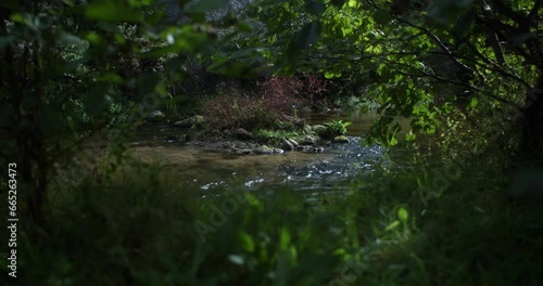 petit ruisseau qui coule  sur des pierres au milieux de la forêt photo