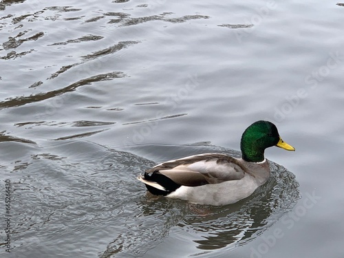duck on a pond in Central Park