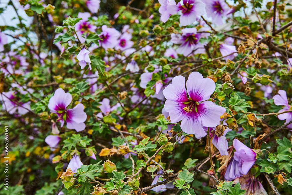 Close up of lilac purple flower with dark purple center with flowering bush in background Close up of lilac purple flower with dark purple center with flowering bush in background