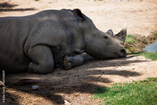 rhinoceros snoozes in the shade by the water, close up