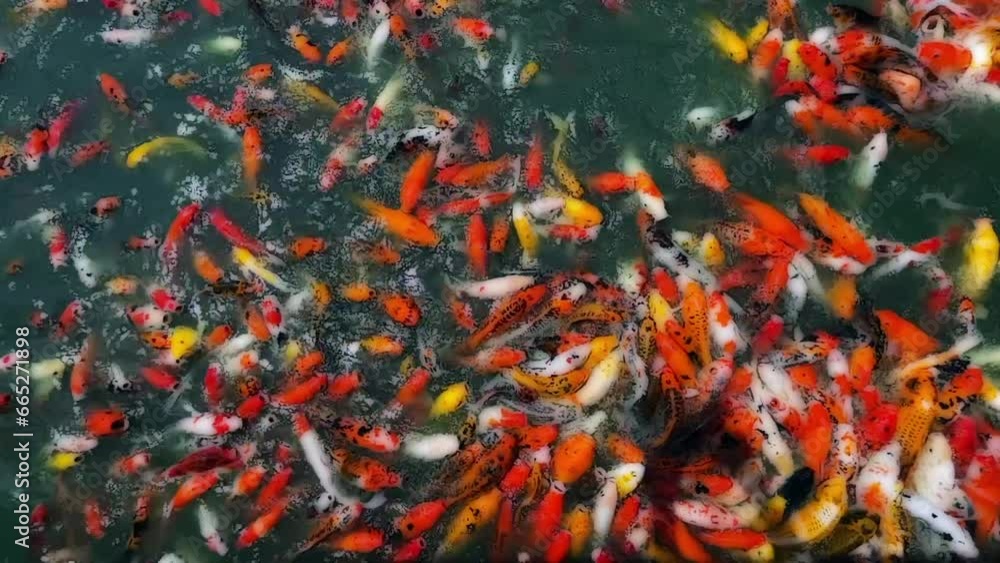Many colorful fancy koi carp fishes add cartoon effect Many colorful fancy koi carp fishes add cartoon effect