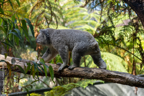 Photography koala on tree