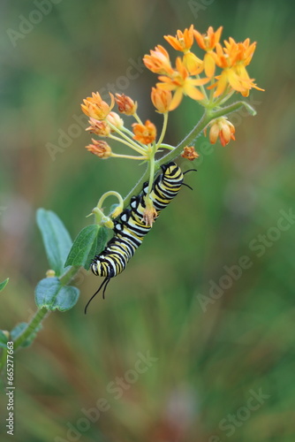 A monarch caterpillar climbing butterfly weed