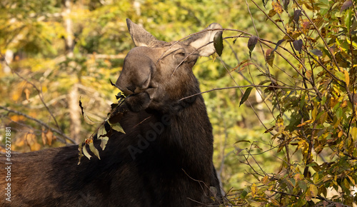 Magnificent Alces Alces: A Moose Foraging for Winter Survival. Wildlife Photography.