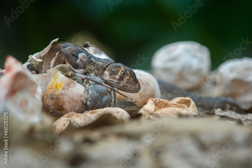 Baby red iguana hatching from egg on pile of sand with bokeh background