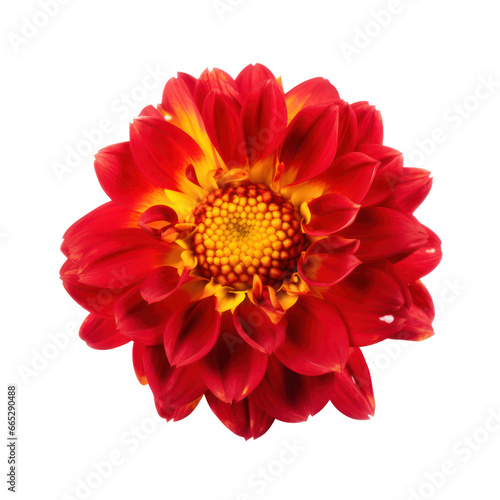 Red yellow flower isolated on transparent background,transparency  © SaraY Studio 