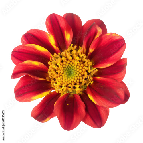 Red yellow flower isolated on transparent background,transparency 