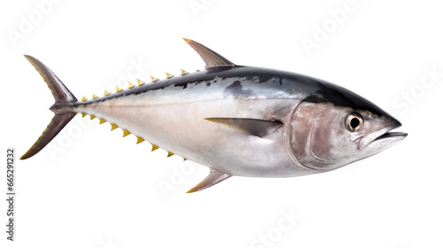 Tuna,whole tuna,blue fin tuna fish isolated on transparent background,transparency 