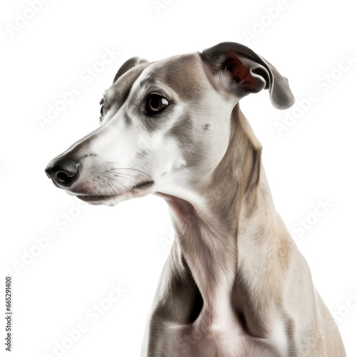 whippet dog portrait isolated on transparent background,transparency  © SaraY Studio 