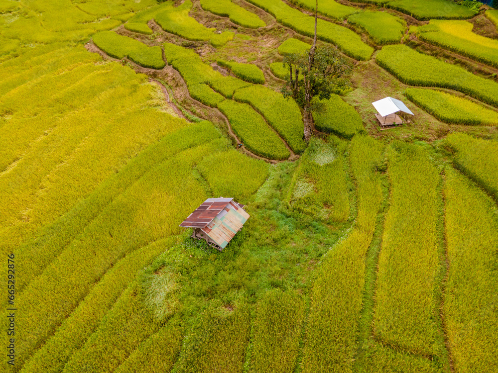 yellow green golden rice paddy field terraces at Sapan Bo Kluea Nan Thailand, a green valley with green rice fields and mountains, small bamboo huts and farms in the rice fields
