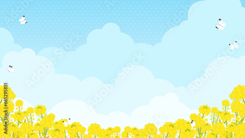 菜の花畑にモンシロチョウが飛ぶ風景（横向き16:9）
