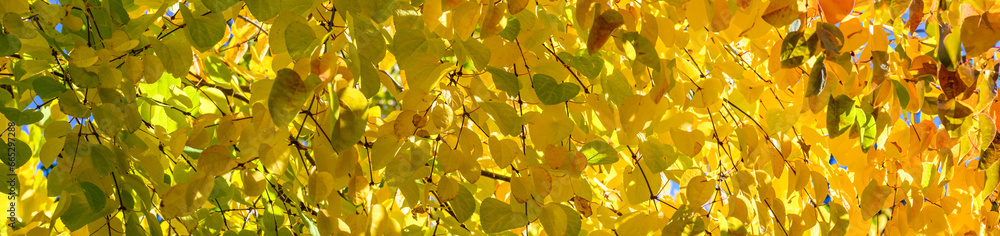 Fall color, closeup of deciduous katsura tree with leaves changing from green to yellow, as a nature background
Fall color, closeup of deciduous katsura tree with leaves changing from green to yellow, as a nature background