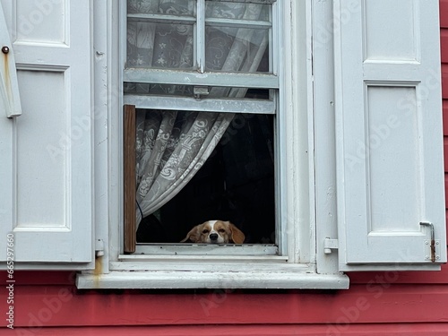 dog in window in St Barts