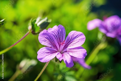 Geranium wilfordii flower. photo