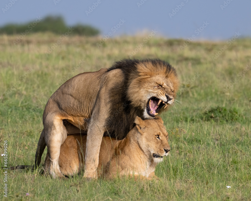 Lions breeding, Masai Mara, Kenya Lions breeding, Masai Mara, Kenya