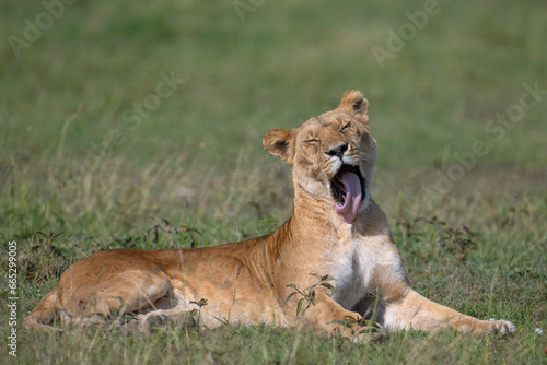 A female Lion grooming, Masai Mara, Kenya