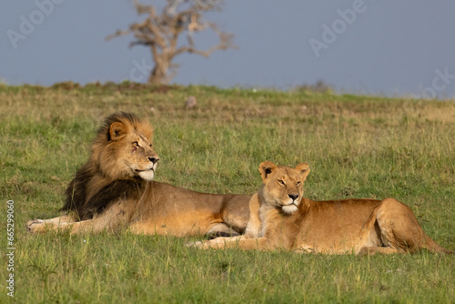 A pair of Lions, Masai Mara, Kenya