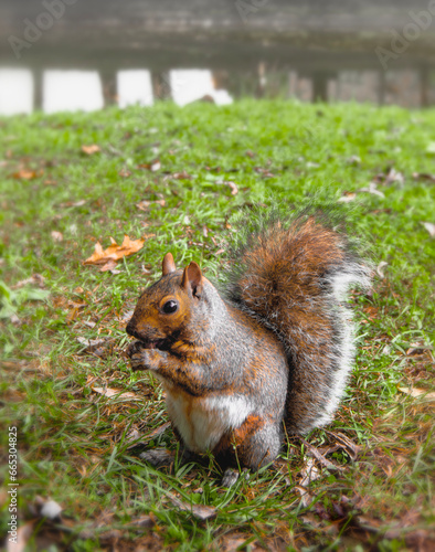 Beside the calm lake, a brown squirrel sits on the green grass, eating with careful precision, showcasing nature's grace in the act of nourishment. (ID: 665304825)