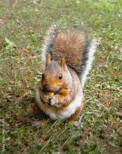 A brown squirrel, seated on vibrant green grass, meticulously nibbles on a nut, displaying its dexterity and focus in a classic scene of nature's feeding habits. (ID: 665305039)