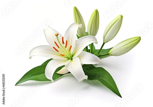 Beautiful fresh lily flower with green leaves, isolated on white background. © MdAbdul