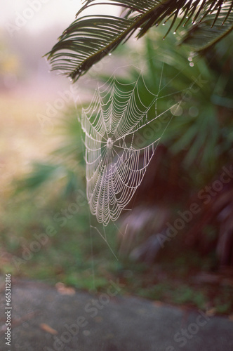Spider web #1 (ID: 665312816)