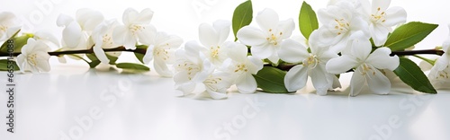 Jasmine flowers on white surface. © MdAbdul
