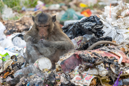 Photography A macaque eats food found on a smoldering pile of garbage