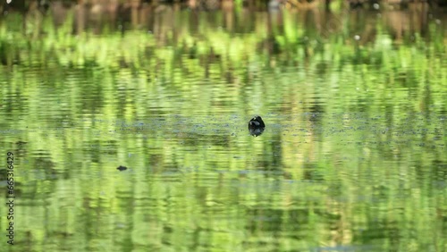 duck in the water