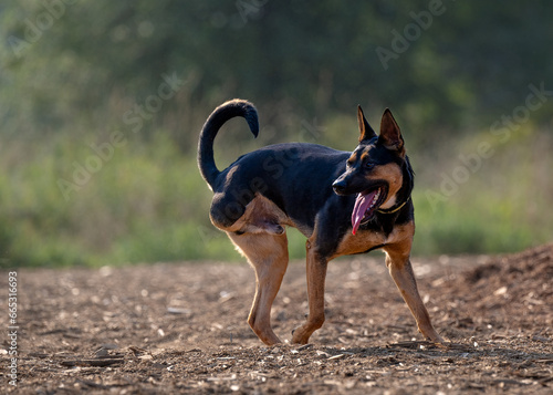 Canvas Print 2023-08-27 A THREE LEGGED SHEPHERD MIX DOG AT THE OFF LEASH AREA IN MARYMOOR PAR